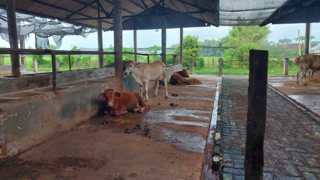 Permintaan Sapi Kurban Pati Naik Tajam