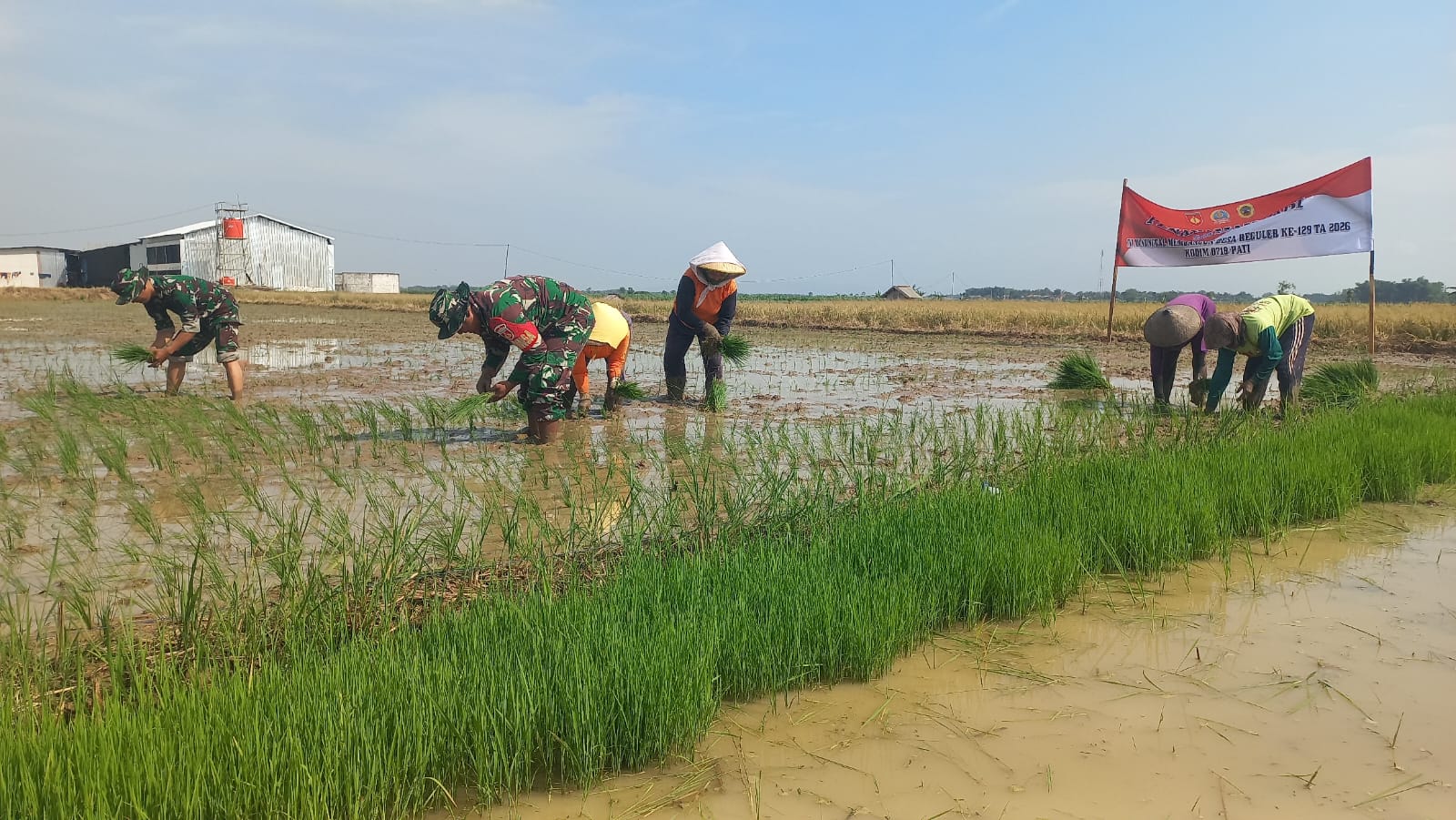 TMMD Pati Perkuat Ketahanan Pangan Bersawah Bareng Petani