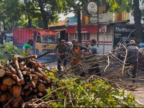Pemotongan Pohon Kering Cegah Bahaya Pengguna Jalan