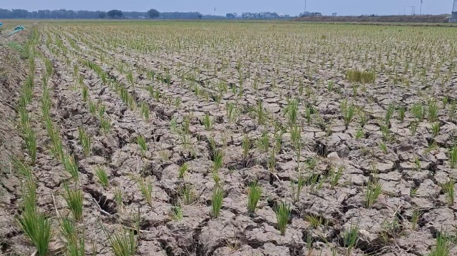 Petani Jakenan Terpaksa Beli Air Tangki